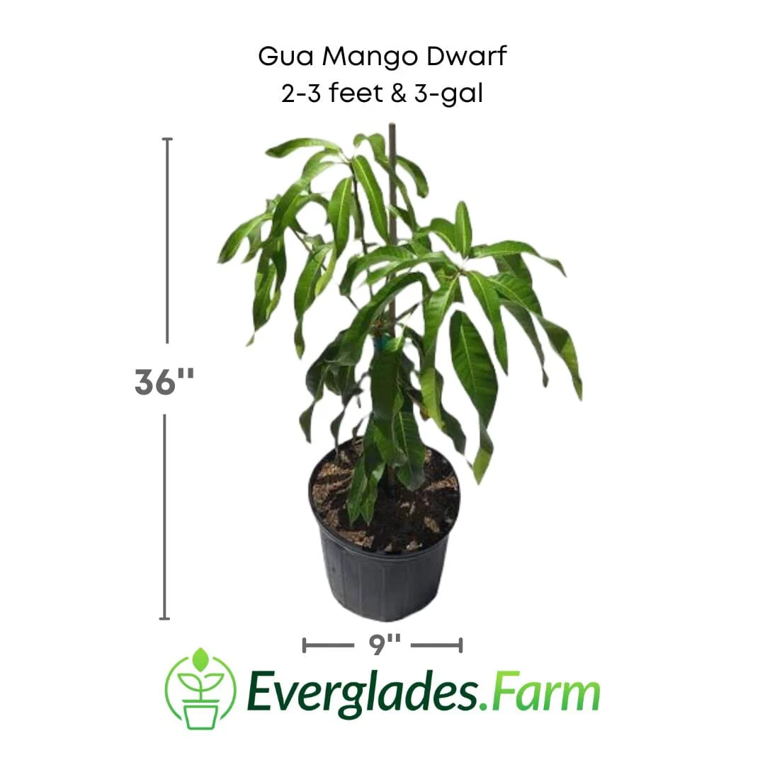 Gua Mango Dwarf (Guava Variety) Tree, Grafted - Image 3