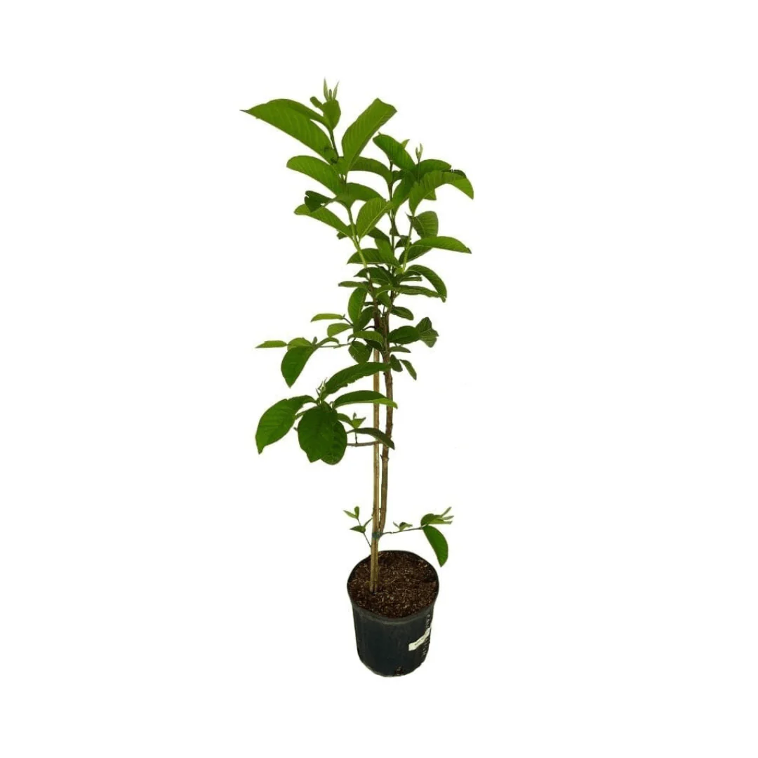 Barbie Pink Guava Tree - Image 4