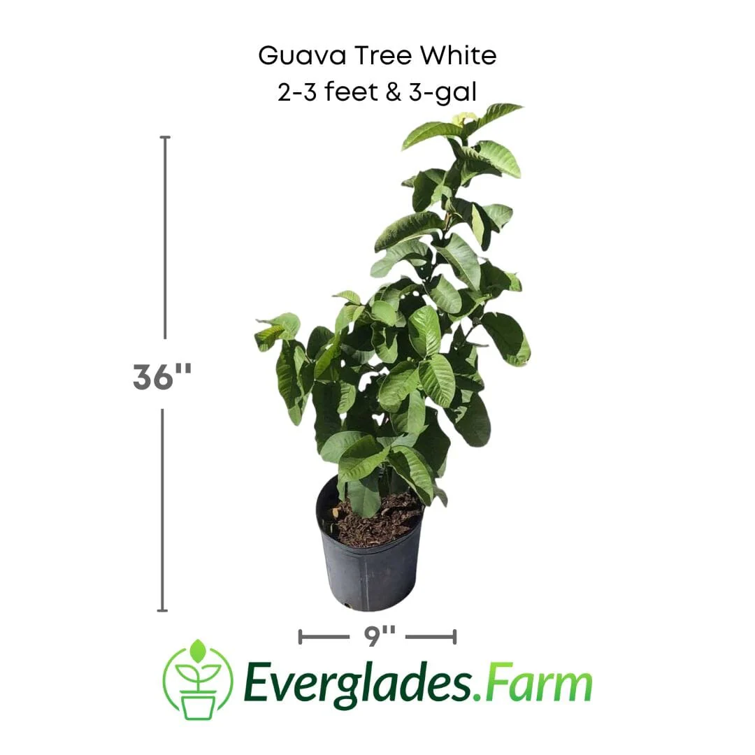 Guava Tree White Thai Variety - Image 3