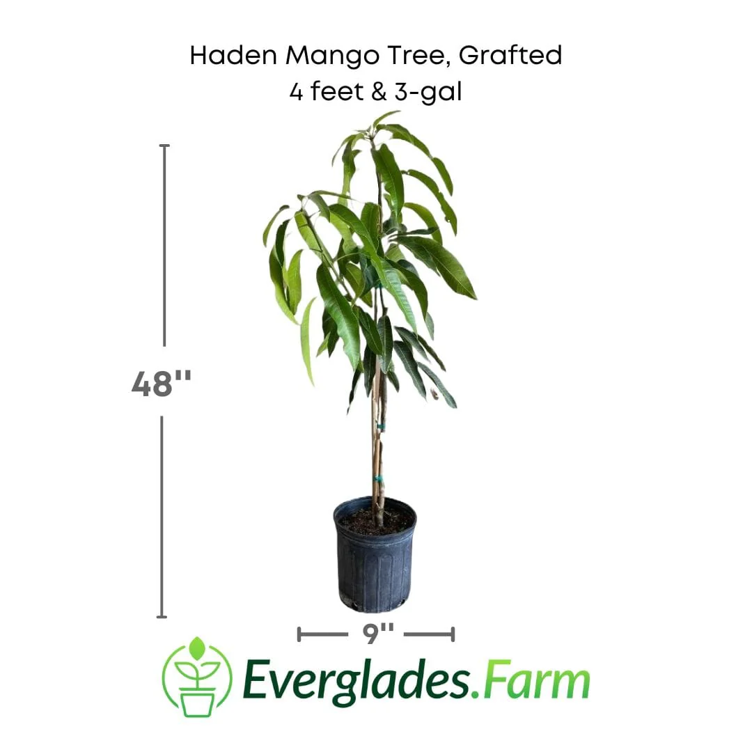 Haden Mango Tree Grafted - Image 3