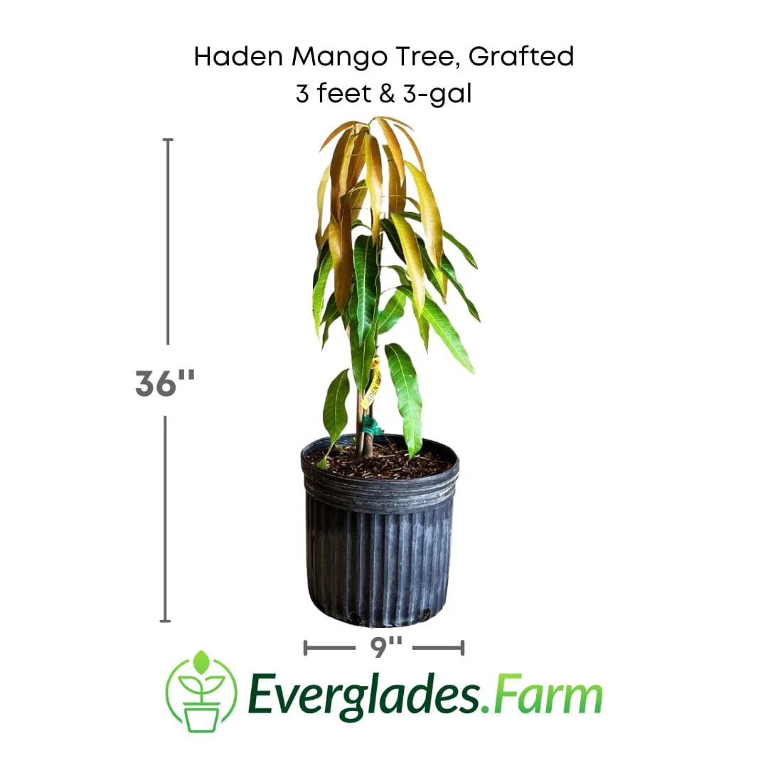 Haden Mango Tree Grafted - Image 4