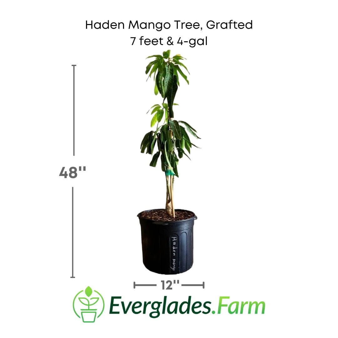 Haden Mango Tree Grafted - Image 5