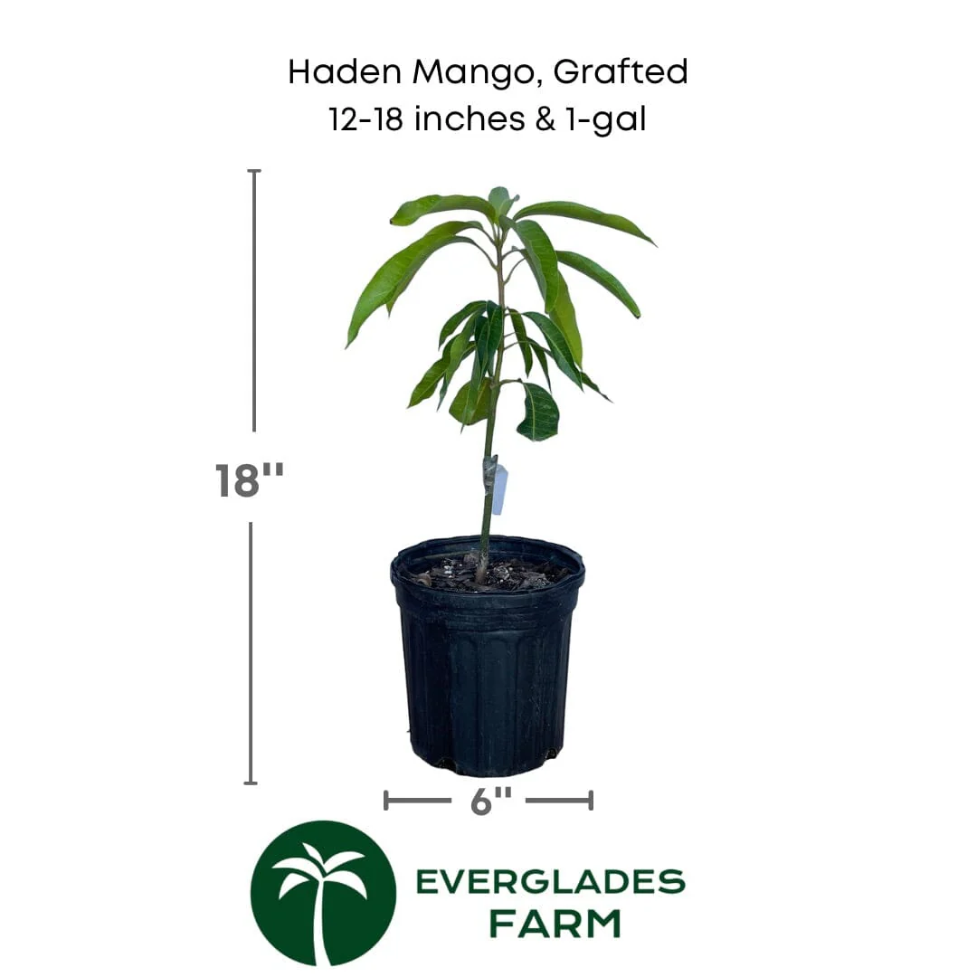 Haden Mango Tree Grafted - Image 6