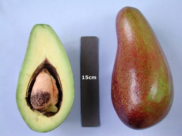 Hardee Avocado Tree Grafted