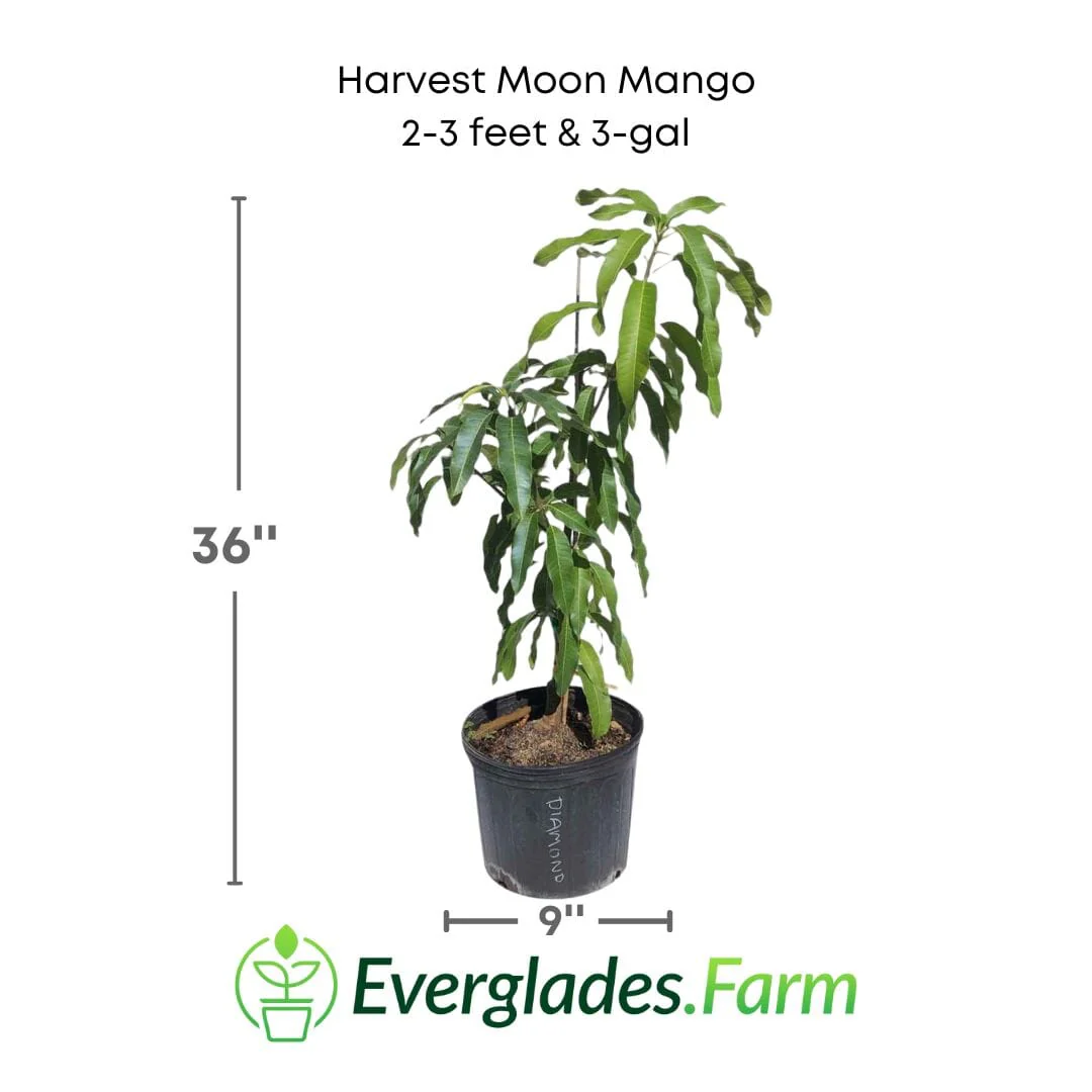 Harvest Moon Mango Tree, Grafted - Image 2