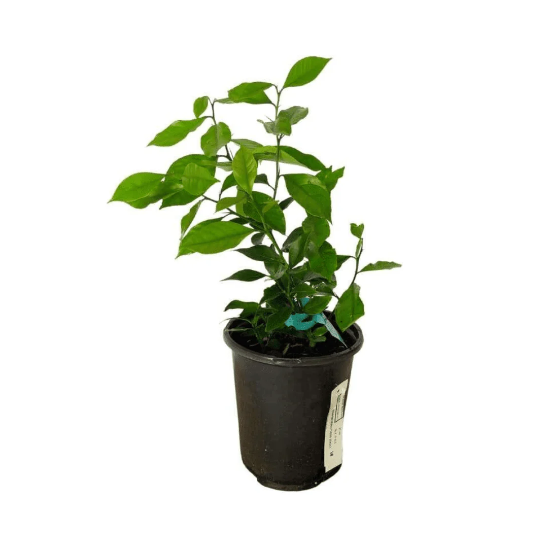 Pink Variegated Lemon Tree Grafted - Image 4