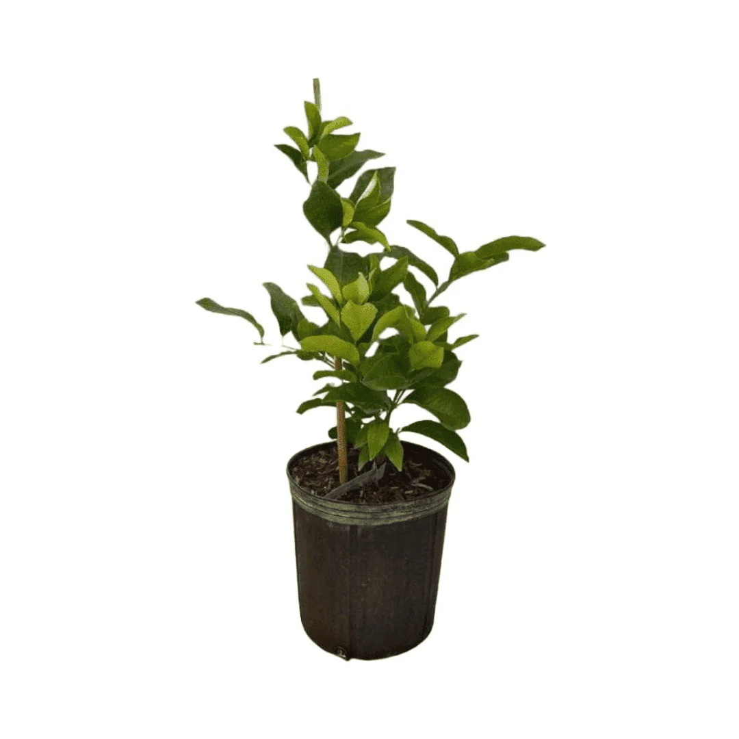 Pink Variegated Lemon Tree Grafted - Image 5