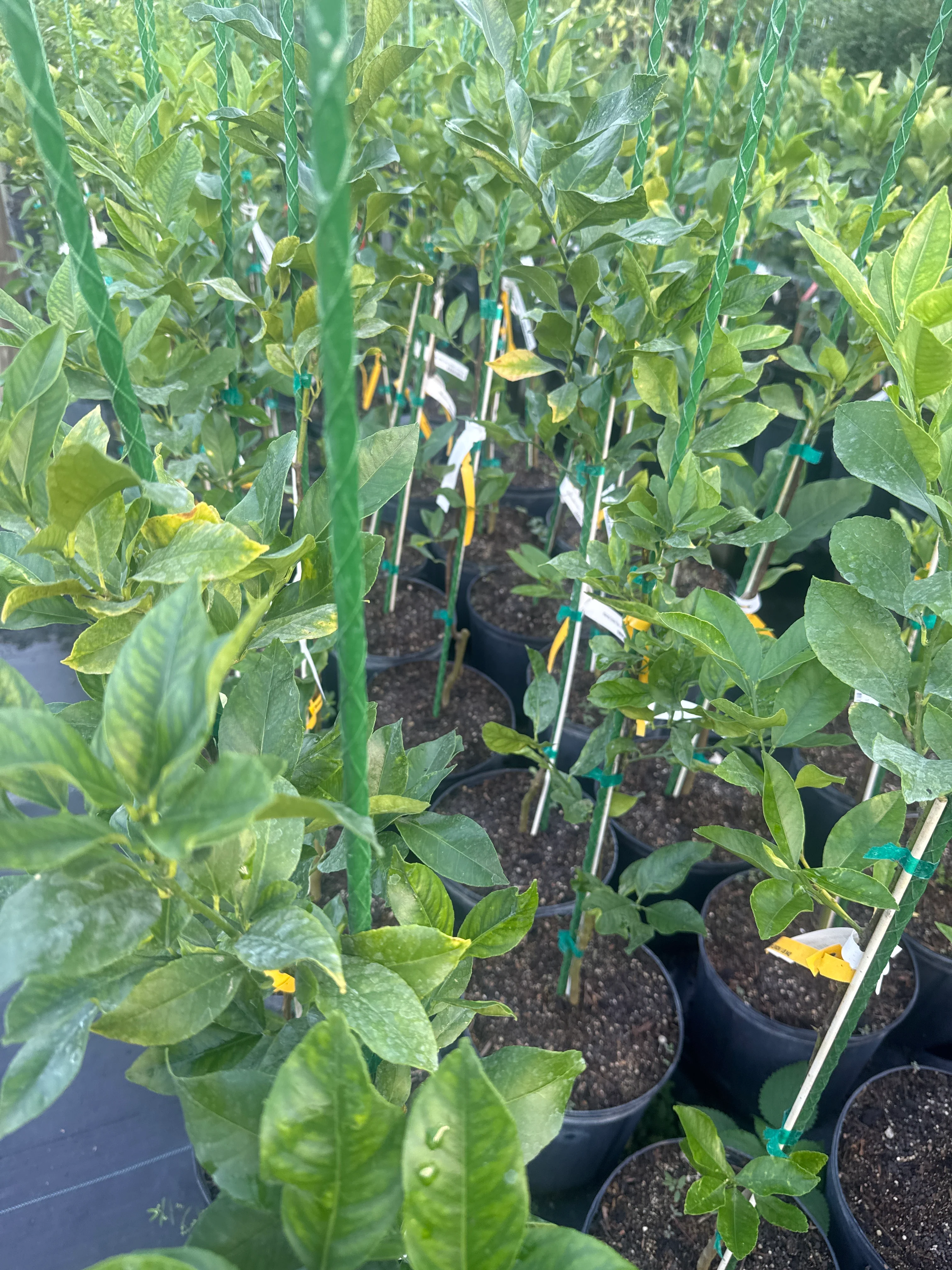 Harvey Lemon Tree,  Grafted - Cold Hardy, Disease Resistant - Image 5