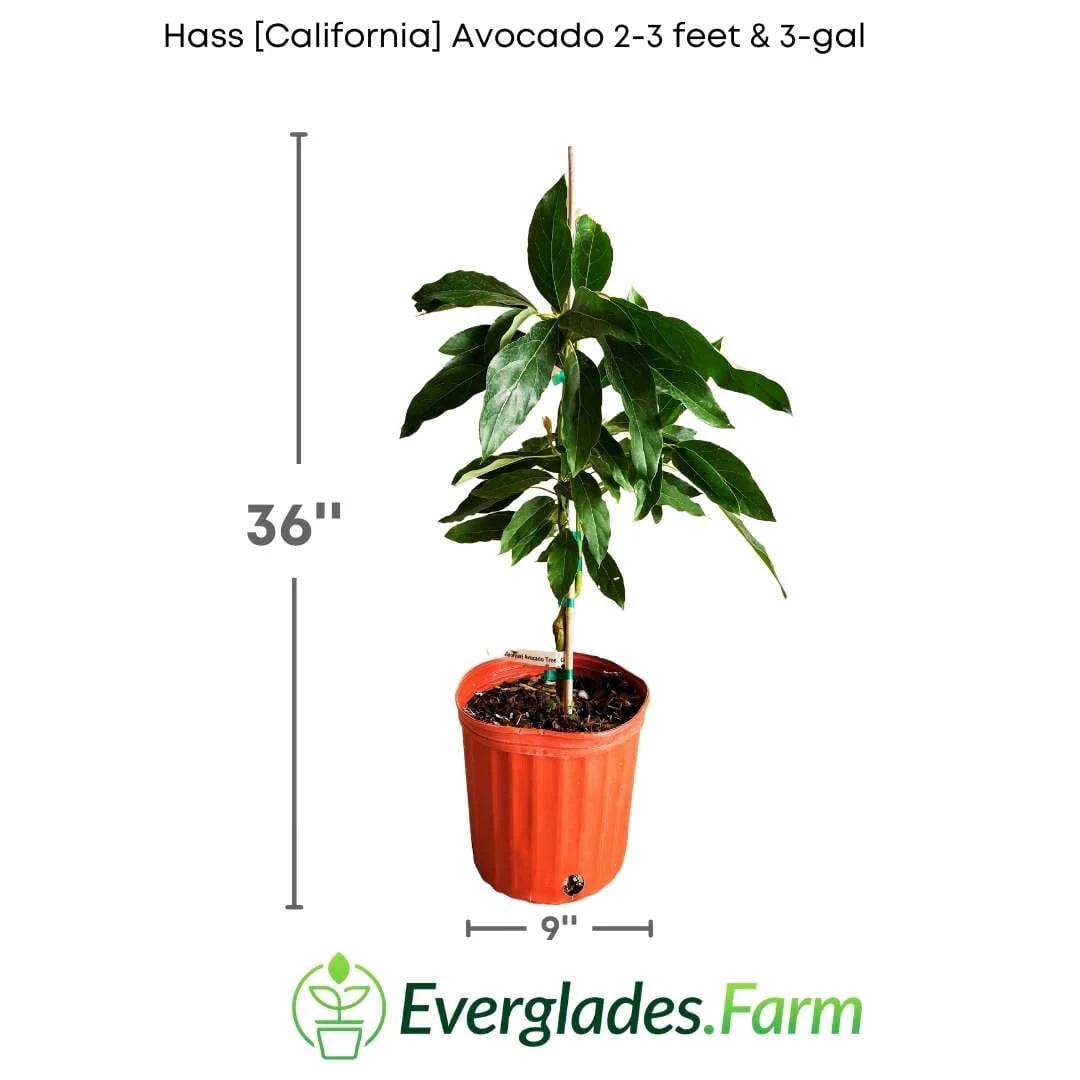 Hass California Avocado Tree, Grafted - Image 3