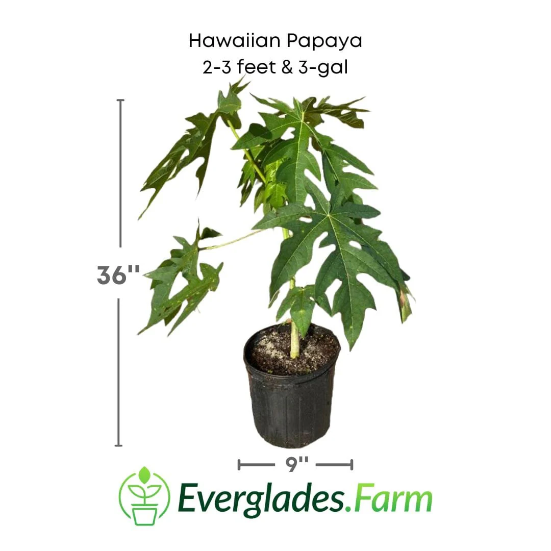 Hawaiian Papaya Tree - Image 3