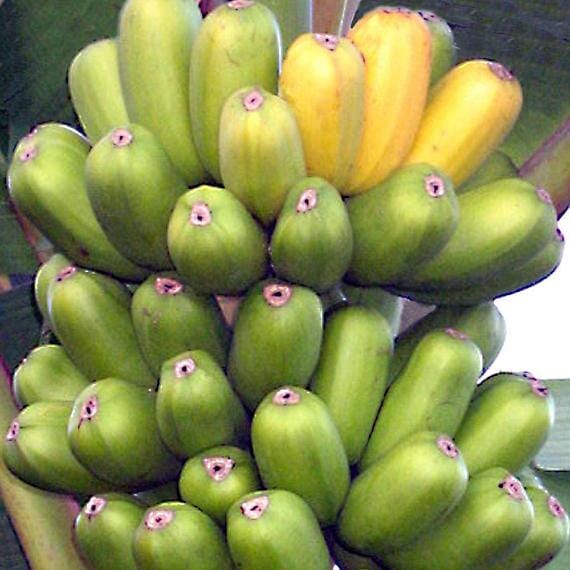 Hua Moa, Hawaiian Plantain Plant