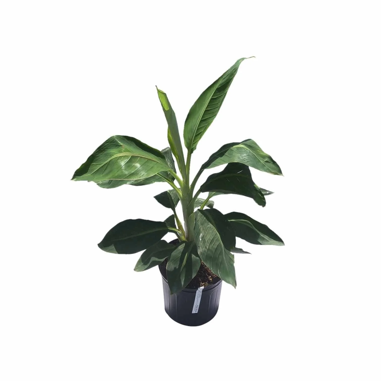 Hua Moa, Hawaiian Plantain Plant - Image 2