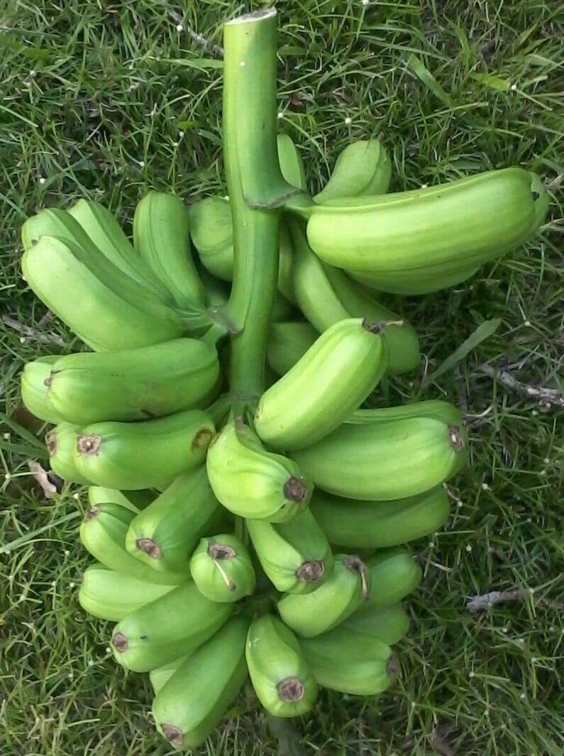 Hua Moa, Hawaiian Plantain Plant - Image 3