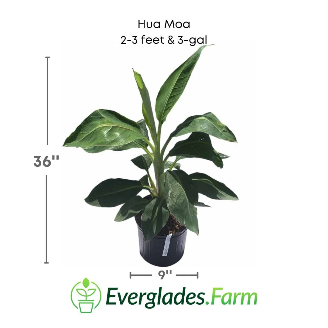 Hua Moa, Hawaiian Plantain Plant - Image 4