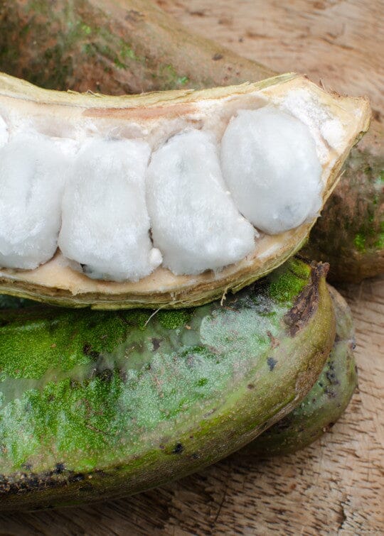 Ice Cream Bean | Long Fruit | Pacay Inga edulis - Image 3