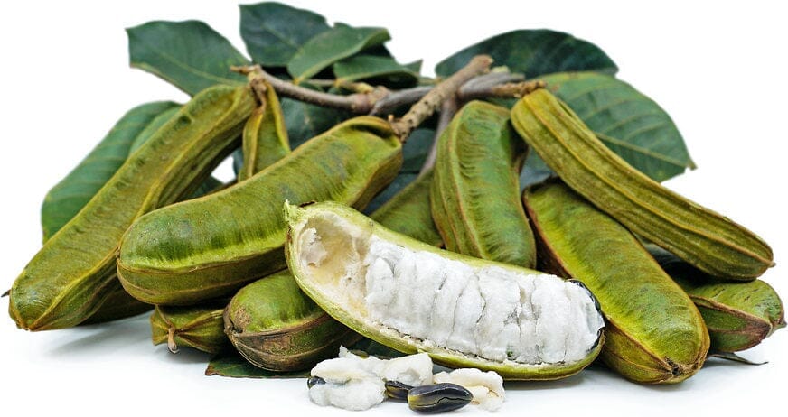 Ice Cream Bean | Short Fruit | Pacay Inga feuilleei | Air Layered