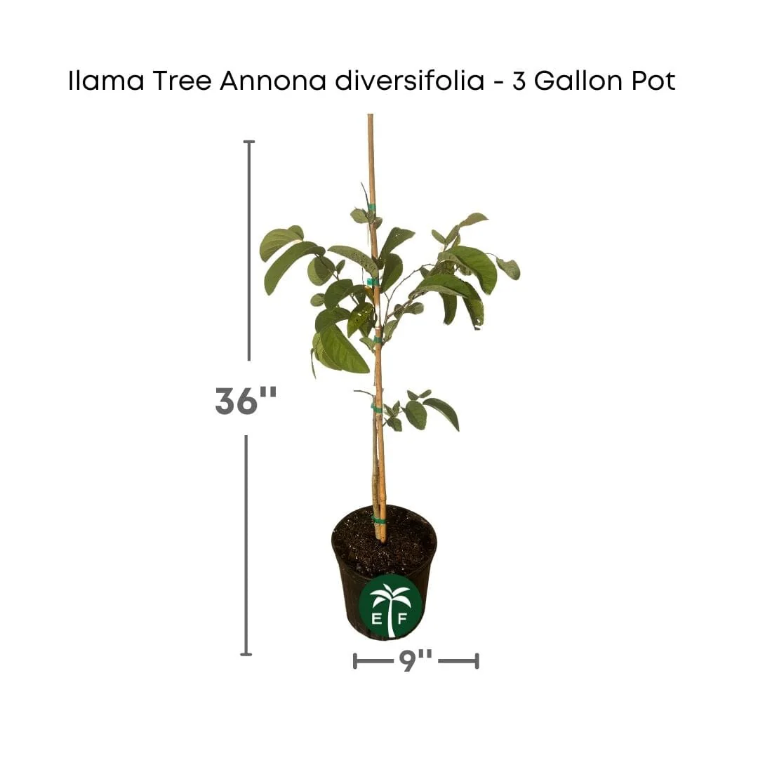 Ilama Tree Grafted Annona diversifolia - 3 Gallon Pot