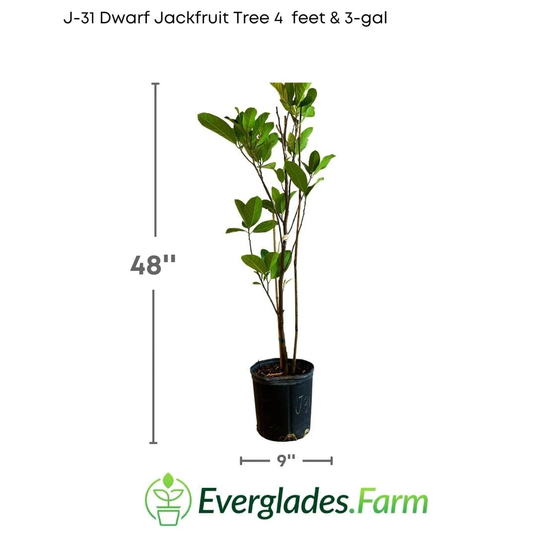 J-31 Dwarf Jackfruit Tree, Grafted - Image 5