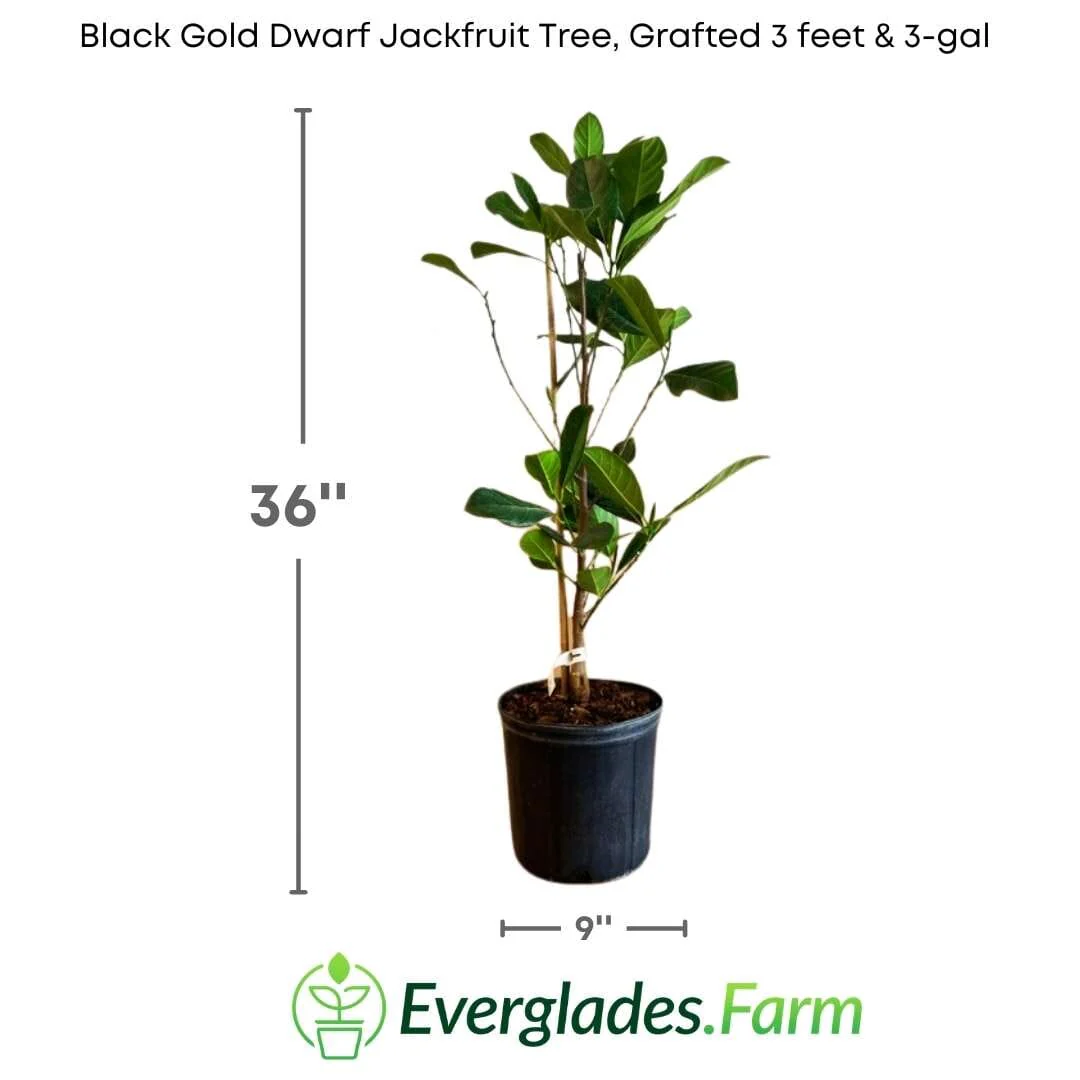 Black Gold Dwarf Jackfruit Tree, Grafted - Image 4