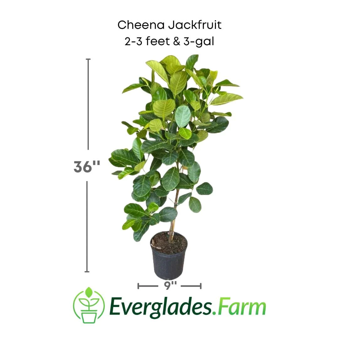 Cheena Jackfruit Tree Grafted - Image 4