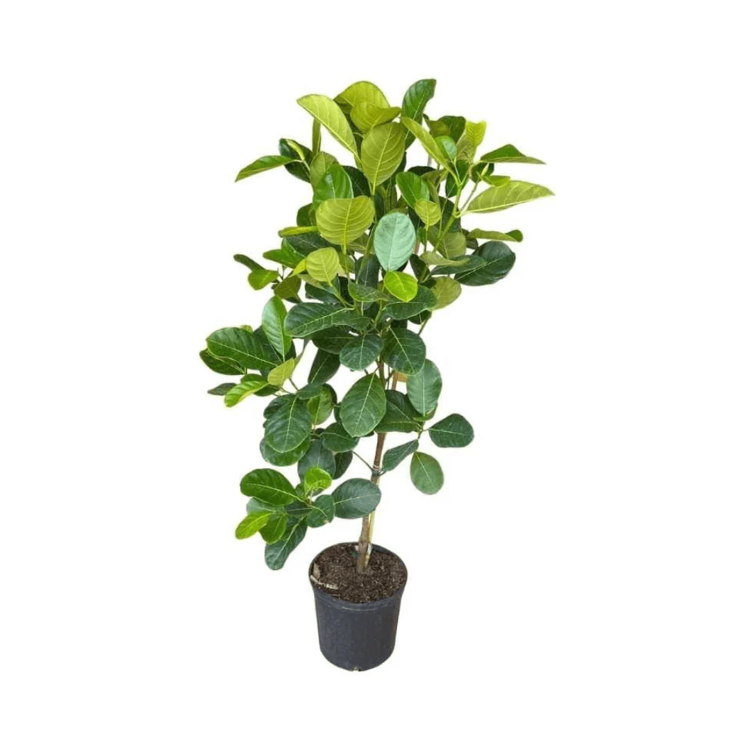 Dang Rasimi Jackfruit Dwarf Tree, from Seedlings - Image 4