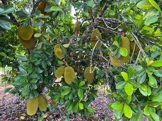 Golden Nugget Dwarf Jackfruit, Grafted - Image 3