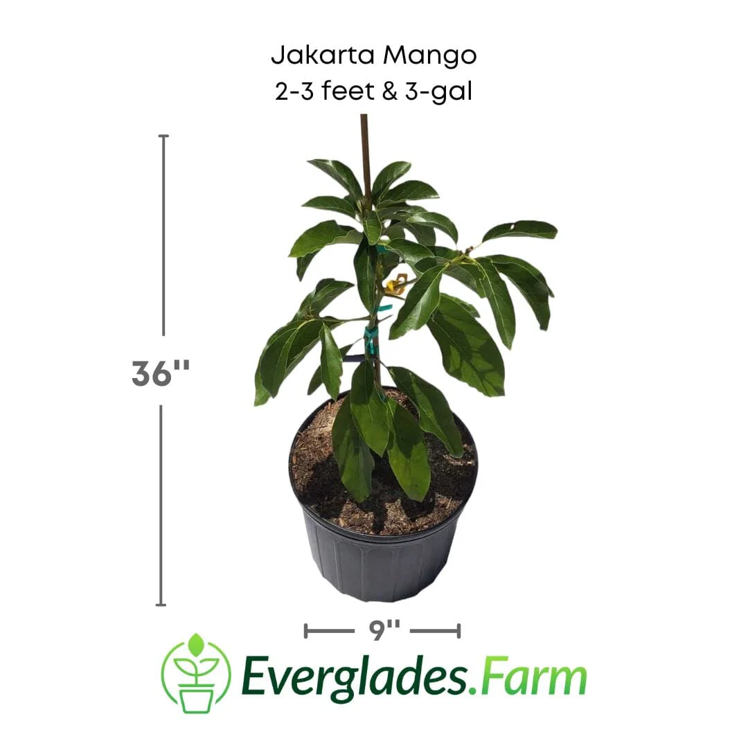 Jakarta Mango Tree, Grafted - Image 2