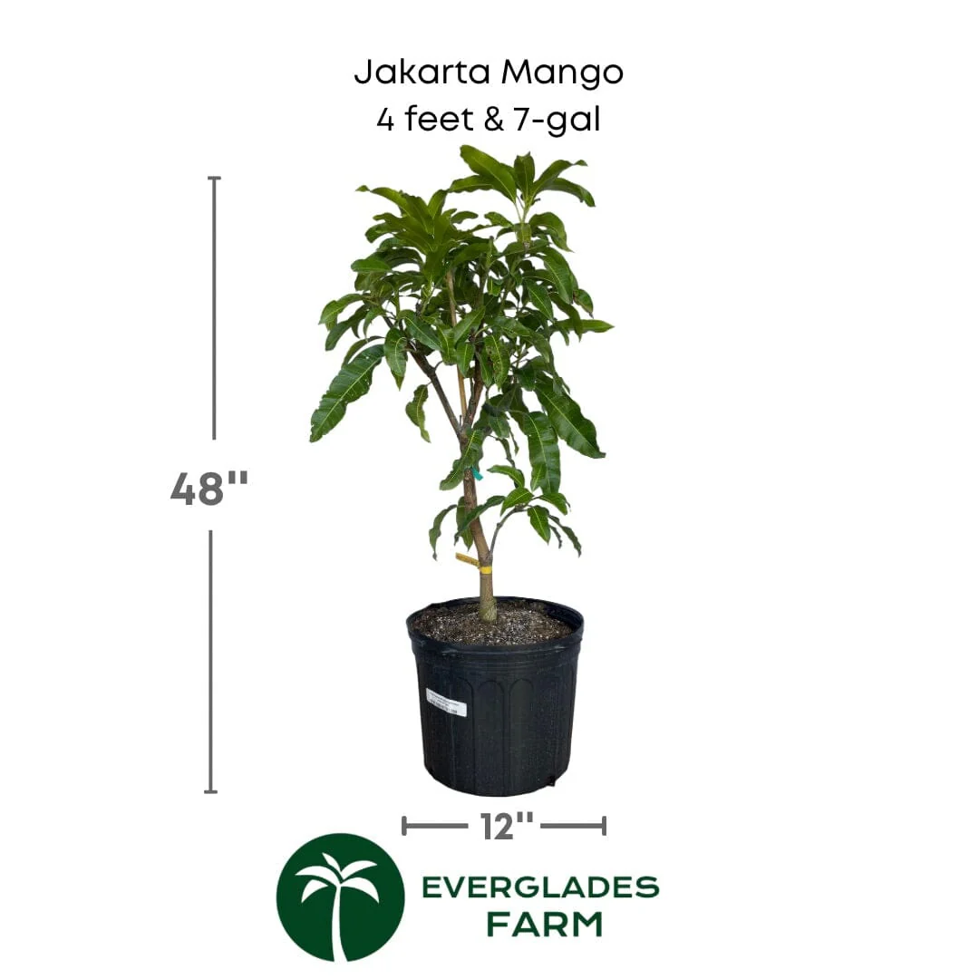 Jakarta Mango Tree, Grafted - Image 3