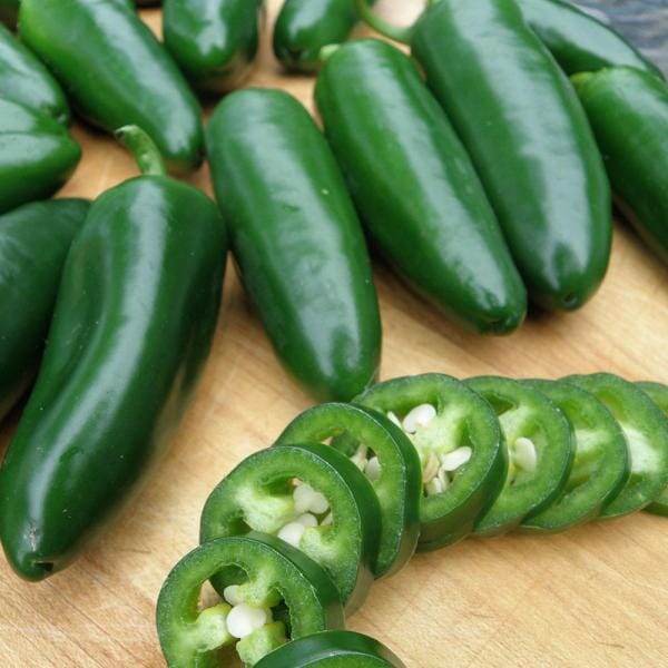 Jalapeno Hot Pepper Plant