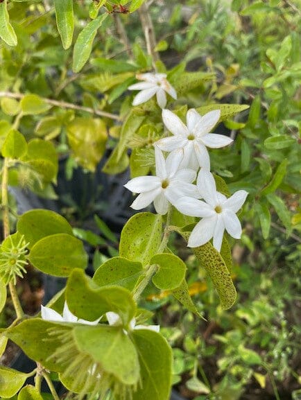 Water Jasmine Plant, White Flower - Image 2