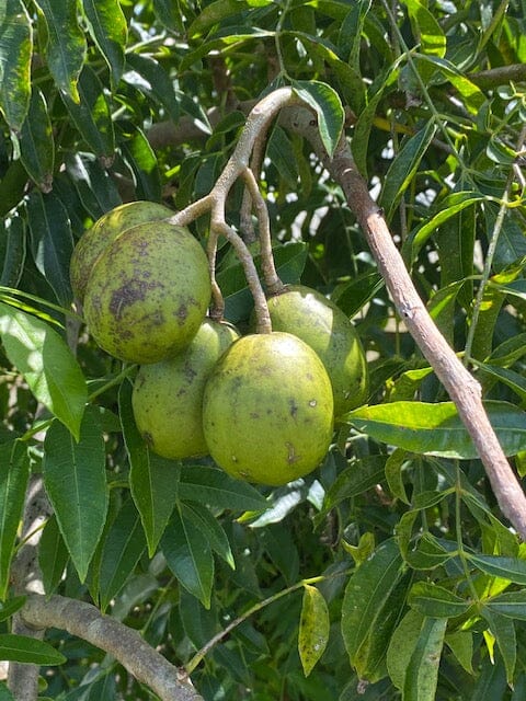 June Plum / Ambarella Dwarf Tree - Image 3