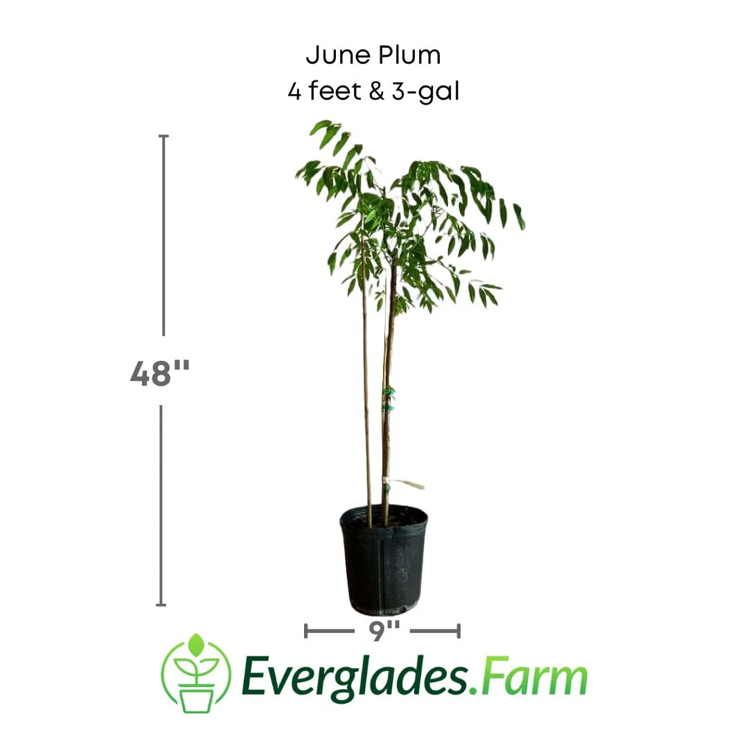 June Plum / Ambarella Dwarf Tree - Image 4