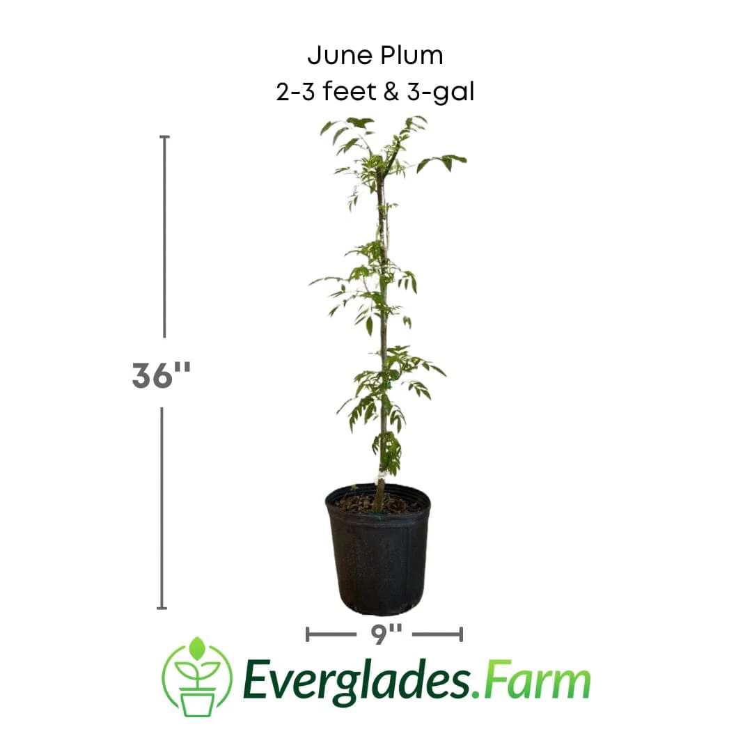 June Plum / Ambarella Dwarf Tree - Image 5