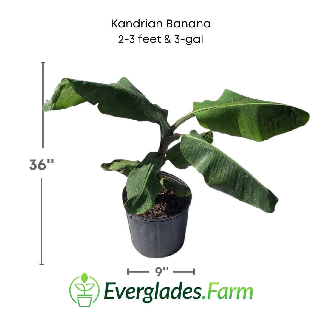 Kandrian Banana, Plant - Image 2