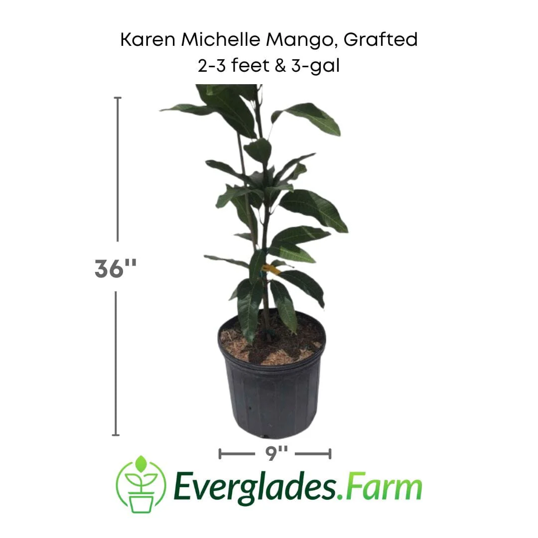 Karen Michelle Mango Tree, Grafted - Image 2
