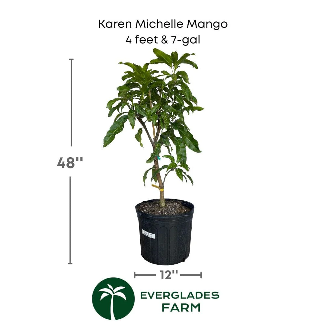 Karen Michelle Mango Tree, Grafted - Image 3