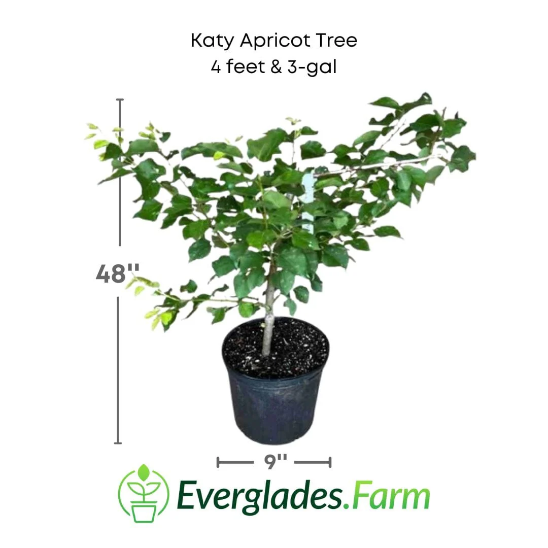 Katy Apricot Tree, Grafted - Image 2