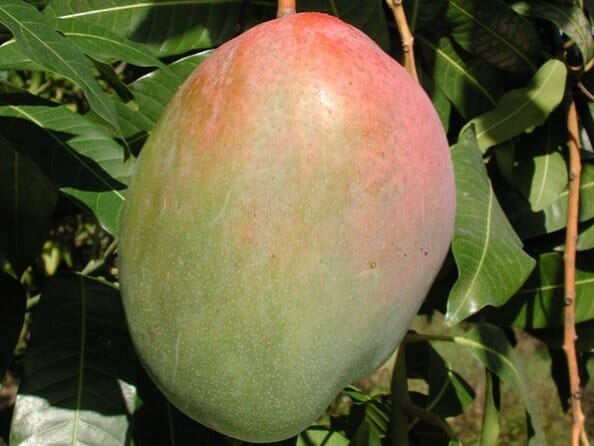 Keitt Mango Tree Grafted