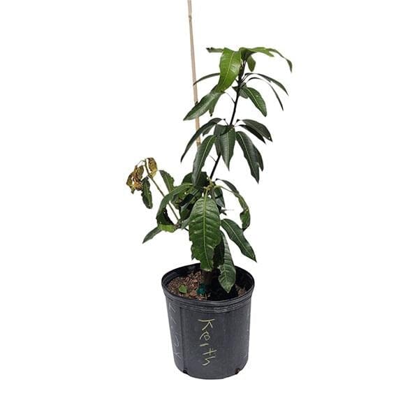 Keitt Mango Tree Grafted - Image 2