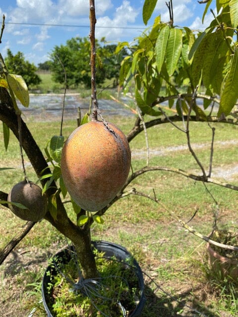 Keitt Mango Tree Grafted - Image 3