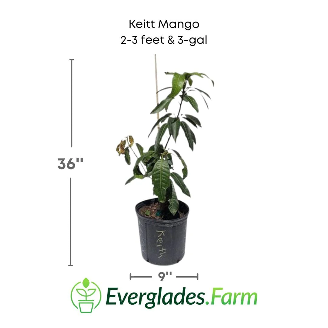 Keitt Mango Tree Grafted - Image 4