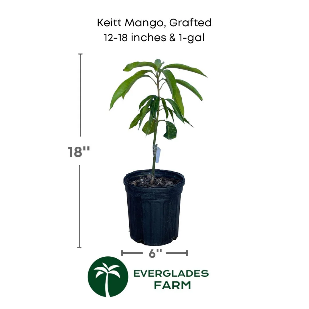 Keitt Mango Tree Grafted - Image 5