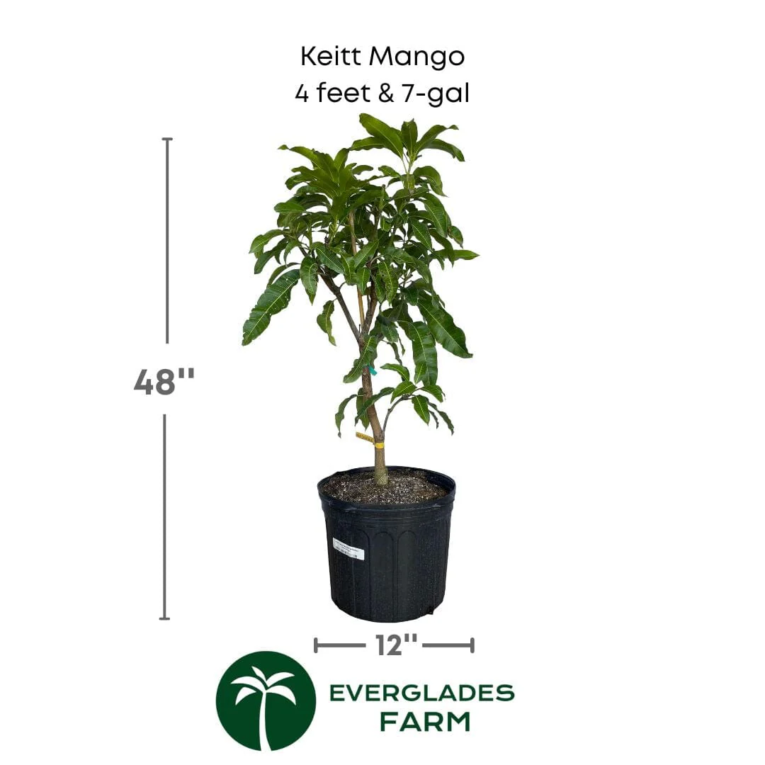 Keitt Mango Tree Grafted - Image 6