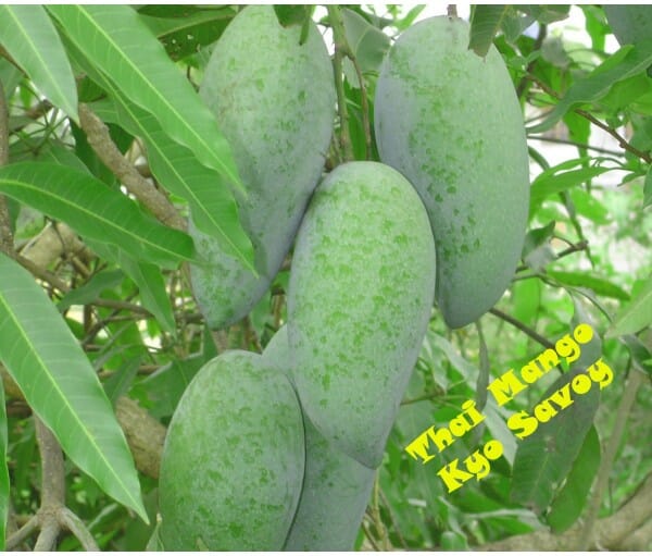 Keow Savoy Mango, Grafted Tree