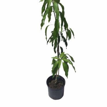Keow Savoy Mango, Grafted Tree - Image 2