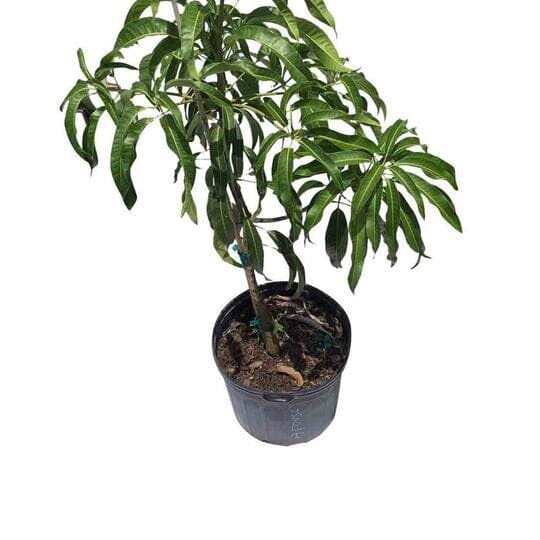 Keow Savoy Mango, Grafted Tree - Image 3