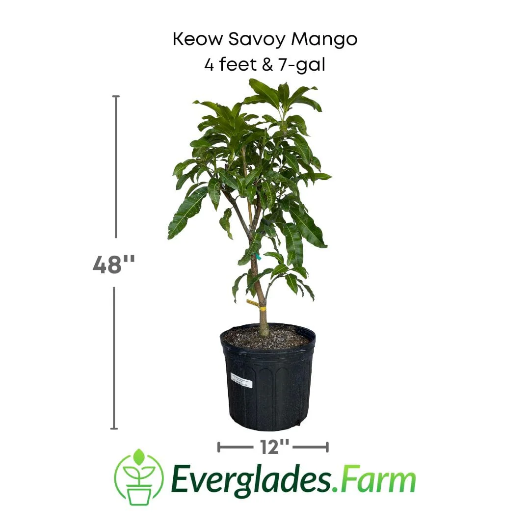 Keow Savoy Mango, Grafted Tree - Image 5