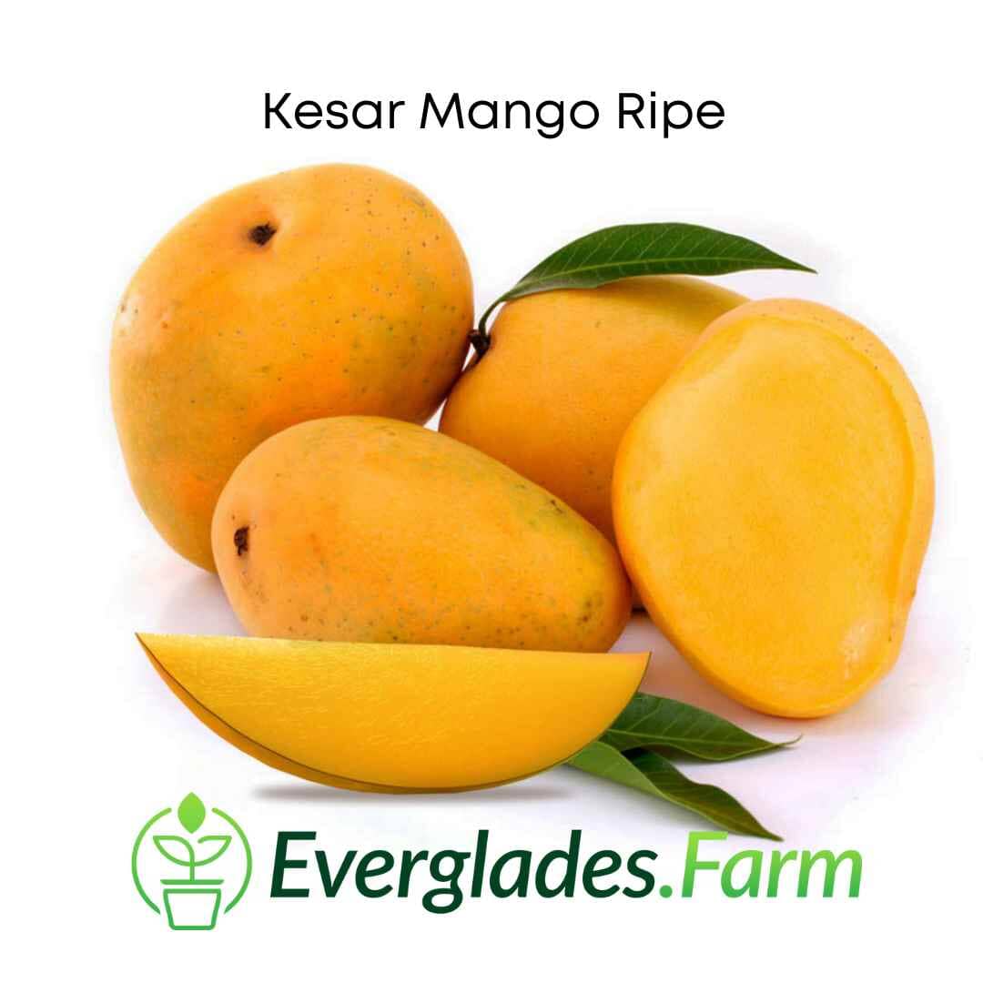 Kesar Mango, Grafted Tree - Image 2