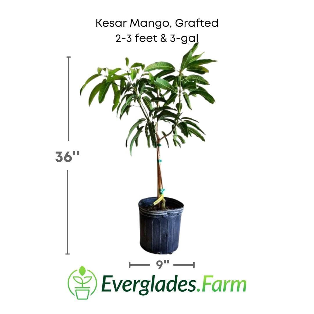 Kesar Mango, Grafted Tree - Image 4
