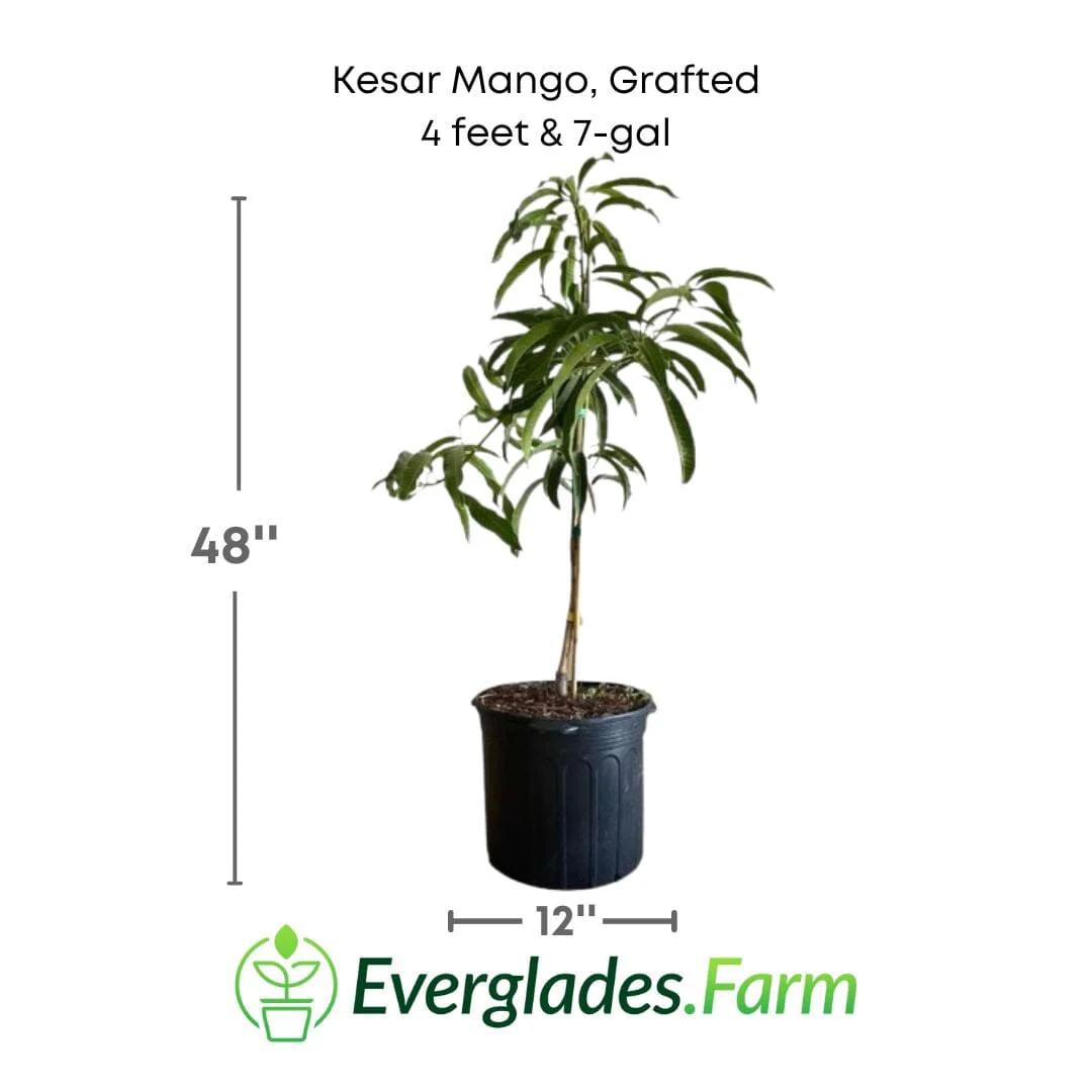 Kesar Mango, Grafted Tree - Image 5